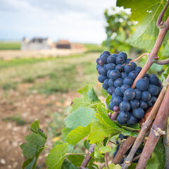 grappe de raisin du Château du Clos Vougeot, célèbre vin de Bourgogne en France