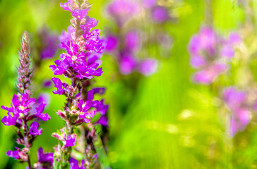 Purple flowers of Fireweed on a green natural background