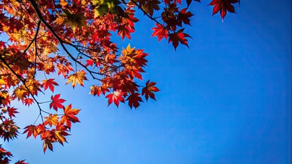 Vibrant autumn leaves against a clear blue sky, fall, foliage, nature, season, colors, beauty, outdoors, scenic, vibrant, tranquil