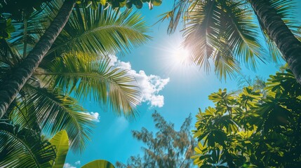 Fototapeta premium A sunny tropical background with palm trees and a blue sky. A view from below. High quality photo