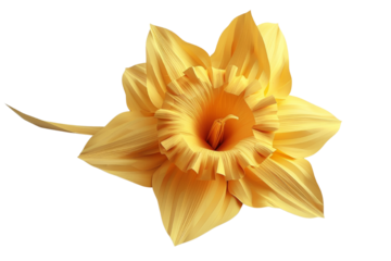 A single, vibrant yellow daffodil with a trumpet-shaped center, isolated on a white background. cut out. png. transparent background.