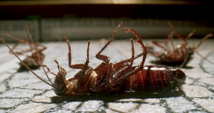 Close-up of multiple dead cockroaches lying on a floor after pest control treatment. Pest Infestation Control Showing Roaches Killed by Spray. Macro