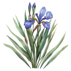 Watercolor vector of ris flower (ris plant), isolated on a white background, ris flower clipart