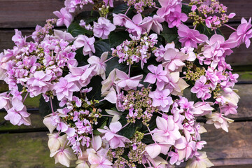 Close up of pink hydrangea flowers in the garden blooming in early summer.