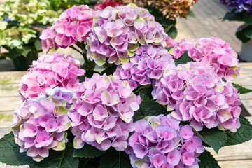 Close up of pink hydrangea flowers in the garden blooming in early summer.