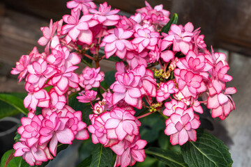 Red hydrangea flowers in the garden blooming in early summer.