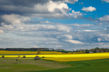 Obraz premium Sommerliche Landschaft mit Rapsfeldern und Hochsitz am 