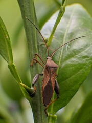 brown planthopper on orange tree