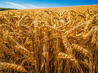 golden wheat field