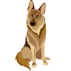 Shepherd dog sits in a relaxed position and looks attentively at the camera. Vector illustration