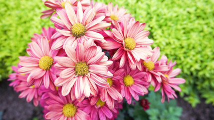 Obraz premium Bunch of Red Chrysanthemums on a blurry background. Krisan Aster flower