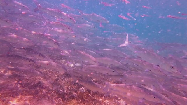 School of bonefish swimming underwater captured with handheld camera