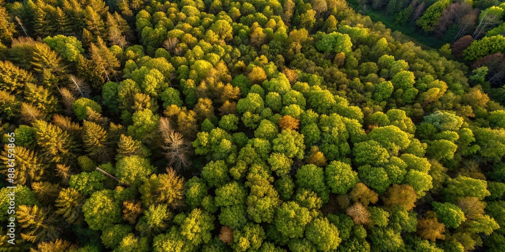 Canvas Prints Aerial drone view of lush spring forest, forest, trees, aerial, drone, view, green, nature, spring, season, landscape