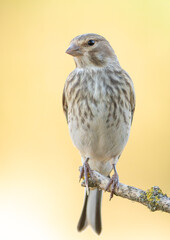 Common linnet, Linaria cannabina. Female bird sitting on a branch on a beautiful background