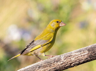 European greenfinch, Chloris chloris. A bird sits on a branch on a beautiful background