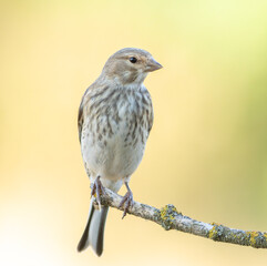 Common linnet, Linaria cannabina. Female bird sitting on a branch on a beautiful background
