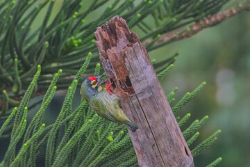 Coppersmith Barbet