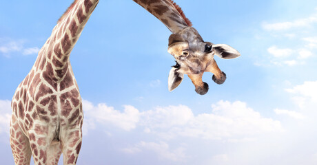 Giraffe face head hanging upside down. Curious giraffe peeks from above. Cute giraffe looks...