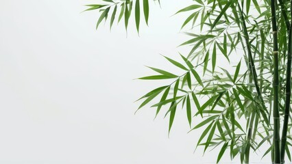 Obraz premium Green Bamboo Plant on White Background.