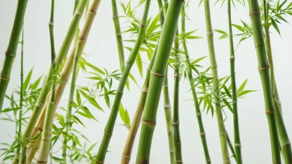 Green Bamboo Stems on White Background.