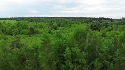 Birch Woodland from an Overhead View