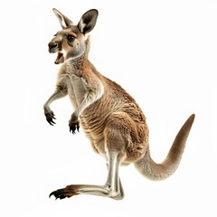 Kangaroo standing alert with mouth open isolated on white background