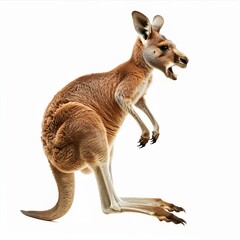 Kangaroo standing alert with mouth slightly open isolated on white background