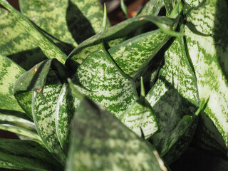 sansevieria plant scient. name Dracaena trifasciata