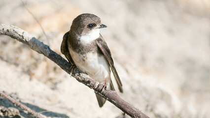 sparrow on a branch