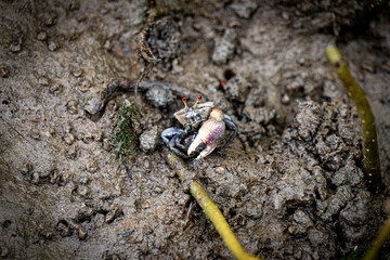 Red Fiddler crab in the mangrove, Thailand