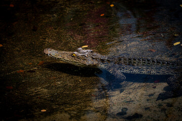 Crocodile swimming in the pool