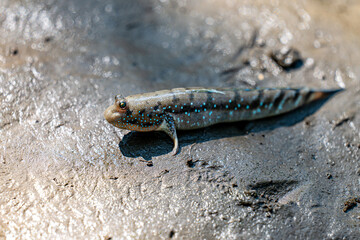 Mudskippers on the mud, Thailand, Fish, Mangrove Forest.