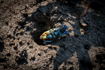 Blue and Yellow Fiddler crab defend the mud hole