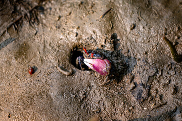Red Fiddler crab in the mangrove, Thailand