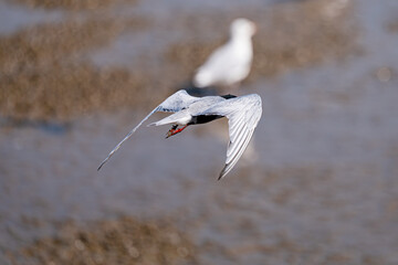 Tern flying on the beach, selective focus