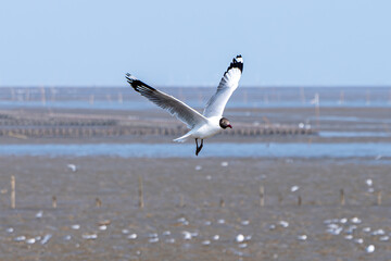 Flying Black-headed gull, Seagull on the beach