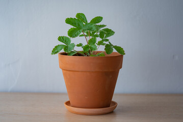 Young strawberry plant growing in terracotta pot, placed on wooden surface against plain background.