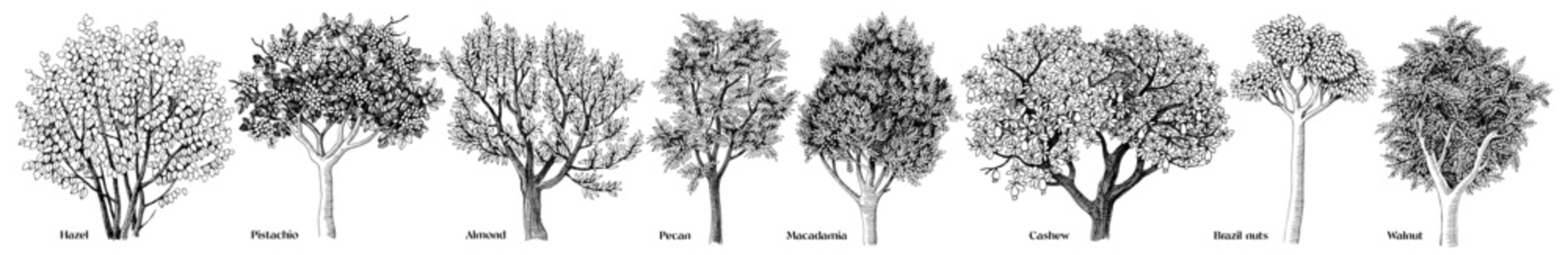 Vector set of hand drawn nut trees