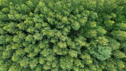 Fototapeta premium forest wilderness shown top down. vibrant green.