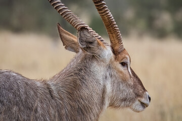 A waterbuck bull close up showing exquisite color on its face and on its neck fur and its spiral rings on its horns as it moves through the grassland in the Kruger National Park in South Africa. © Shirley and Johan