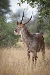 A waterbuck bull with magnificent curved horns looking around carefully for any danger as it moves through brown grass in the bush veld in the Kruger National Park in South Africa.