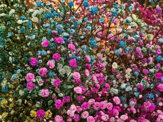 flowers as a background for artists