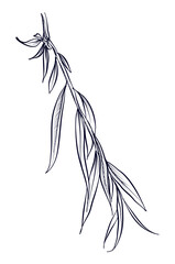 black and white hand drawn willow branches vector © TanyaArt