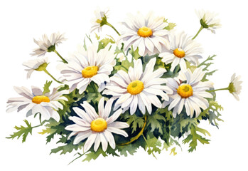 Obraz premium PNG Flower daisy plant aster.