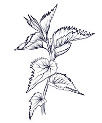 black and white nettle pattern vector illustration