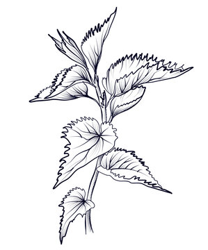 black and white nettle pattern vector illustration
