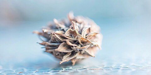 Macro structure of organic material, macro, structure, organic, close-up, detailed, texture, natural, abstract, pattern, closeup