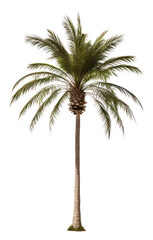 Obraz premium PNG Plant tree tranquility arecaceae.