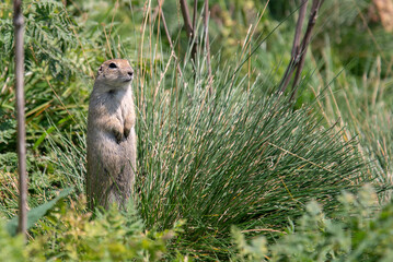 Funny cute gopher stands in the grass
