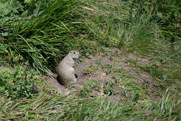 Little gopher in the meadow